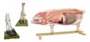 ANATOMIE Modelle Fietz.jpg
