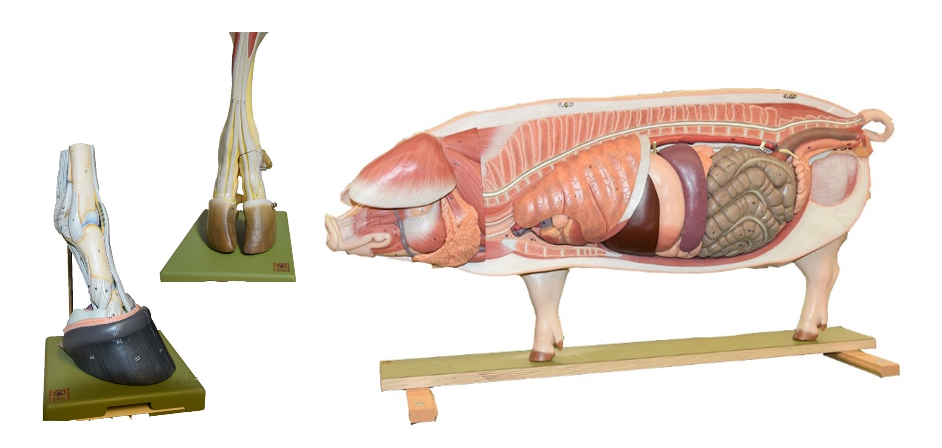 ANATOMIE Modelle Fietz.jpg