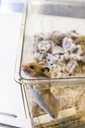 Hamster