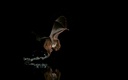 Fledermaus1_Encarnacao.jpg