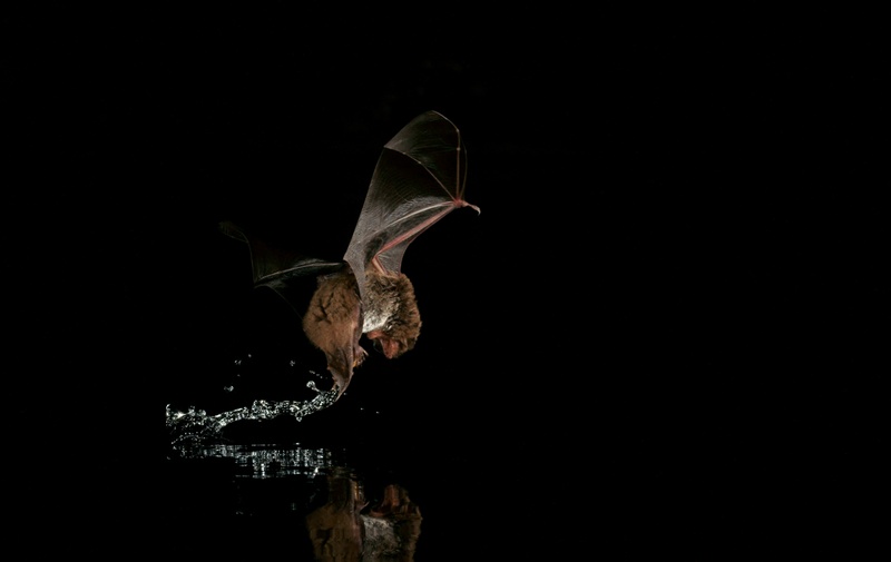 Fledermaus1_Encarnacao.jpg