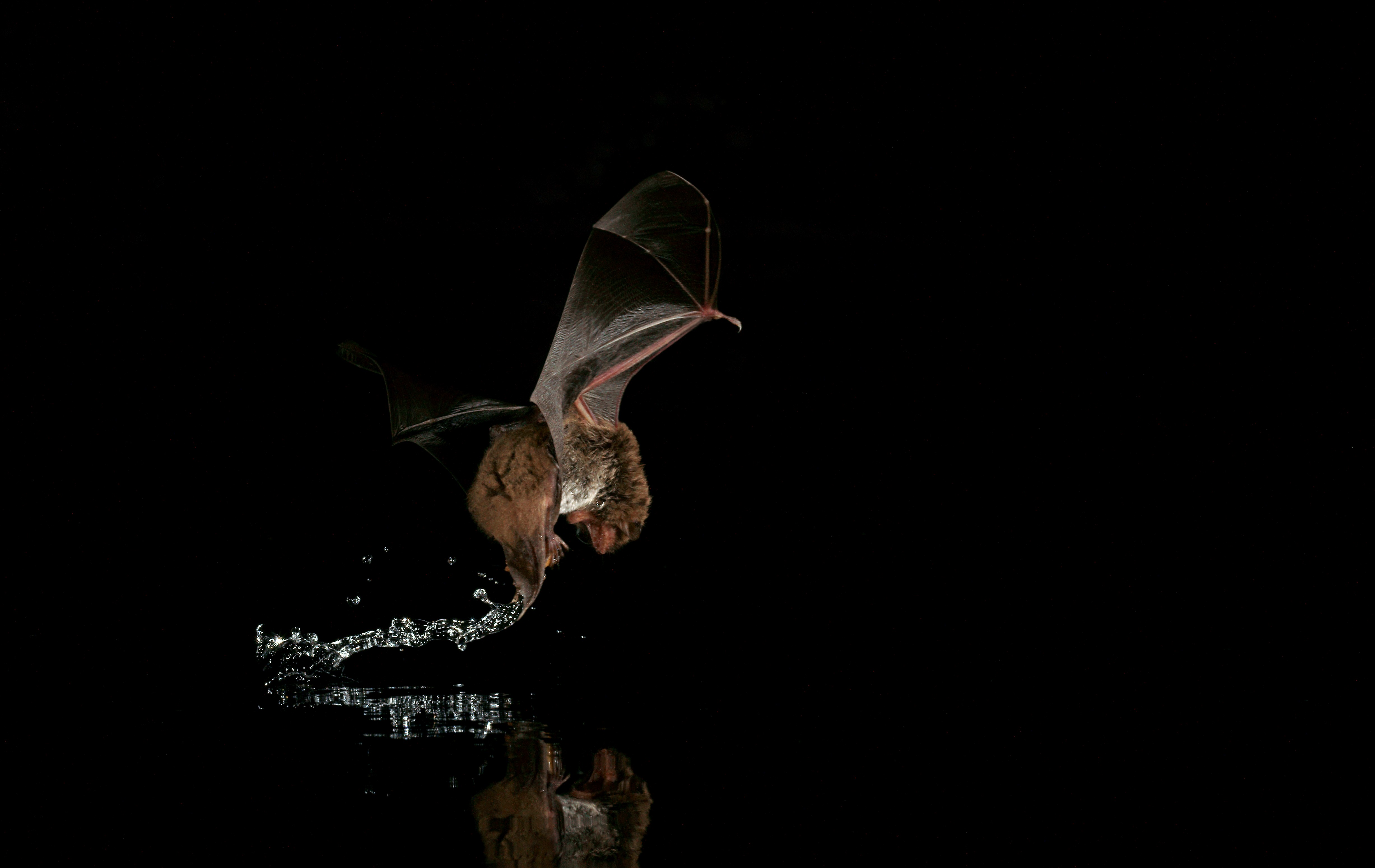 Fledermaus1_Encarnacao.jpg
