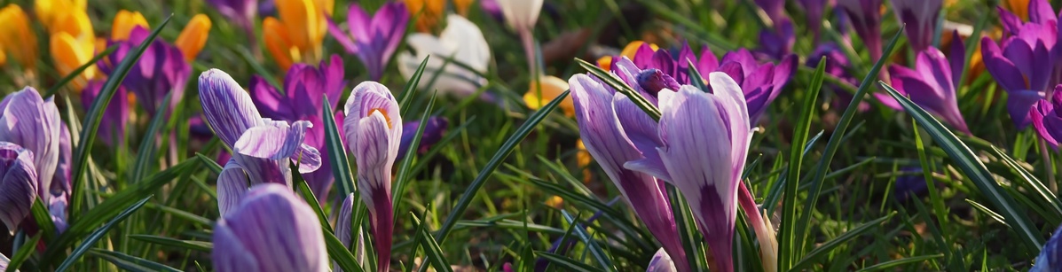 Bunte sprießende Krokusse auf einer Frühlingswiese