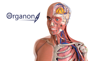 3dorganonxr