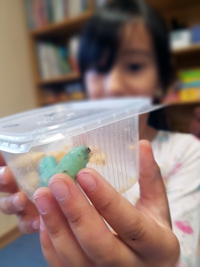 Eine Frau hält ein Plastikgefäß mit einer dicken grünen Insektenlarve in die Kamera