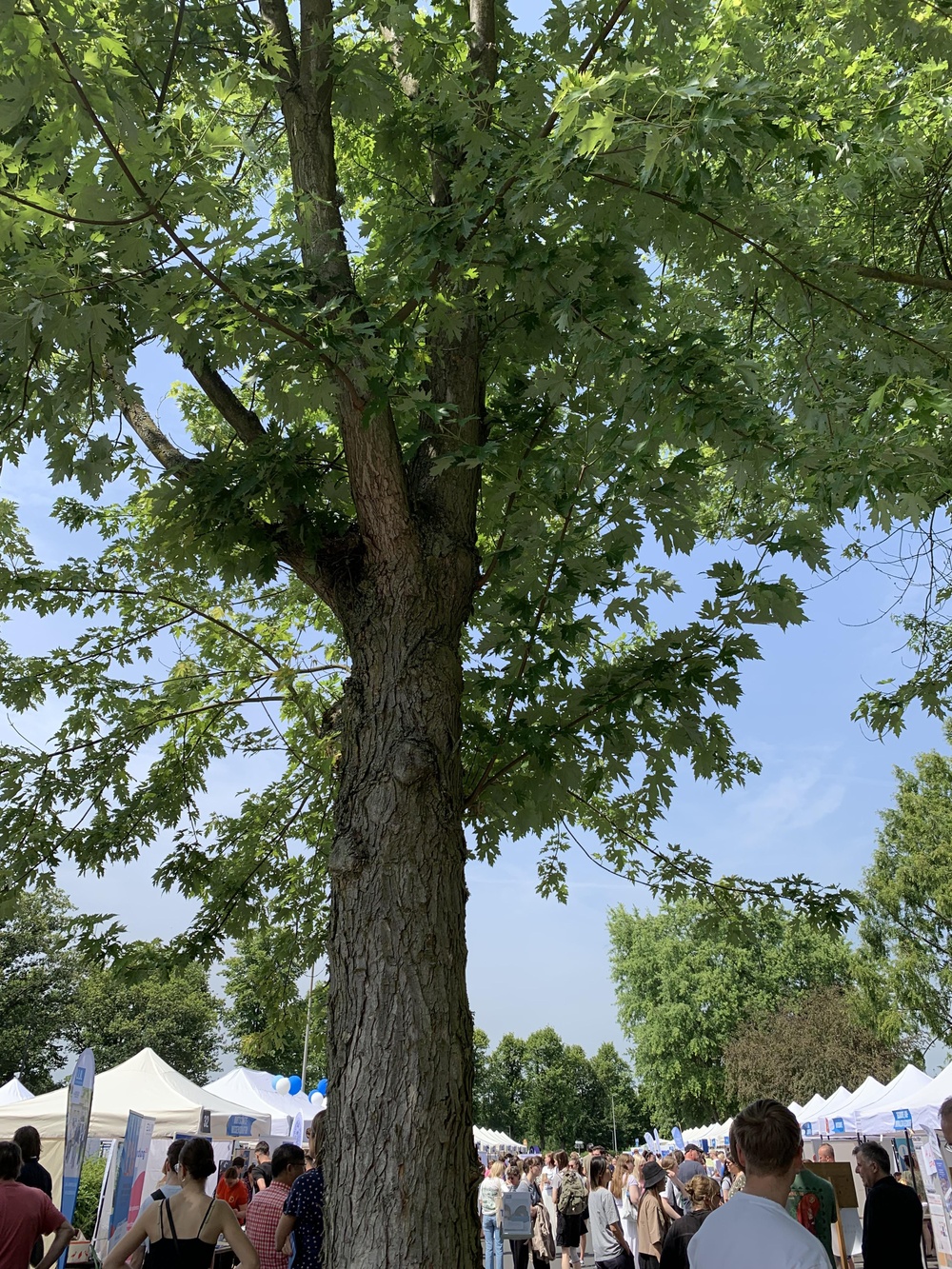 Blue sky over an outdoor event at JLU Campus