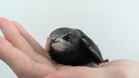 PM111-25 Mauersegler-Nestling_Foto Rebekka Schwehn2.jpg