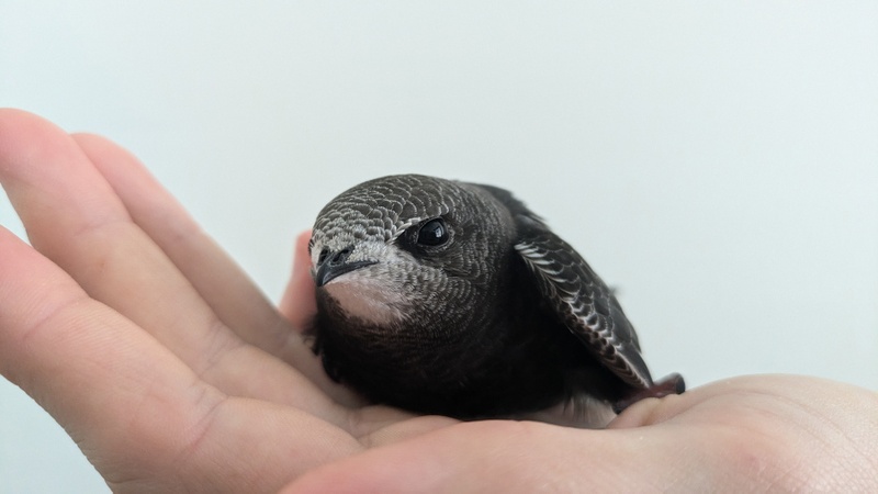 PM111-25 Mauersegler-Nestling_Foto Rebekka Schwehn2.jpg