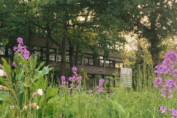 Im Vordergrund ist hohes Gras und es blühen lila Blumen. Im Hintergrund sieht man ein Gebäude, vor dem mehrere Bäume stehen.