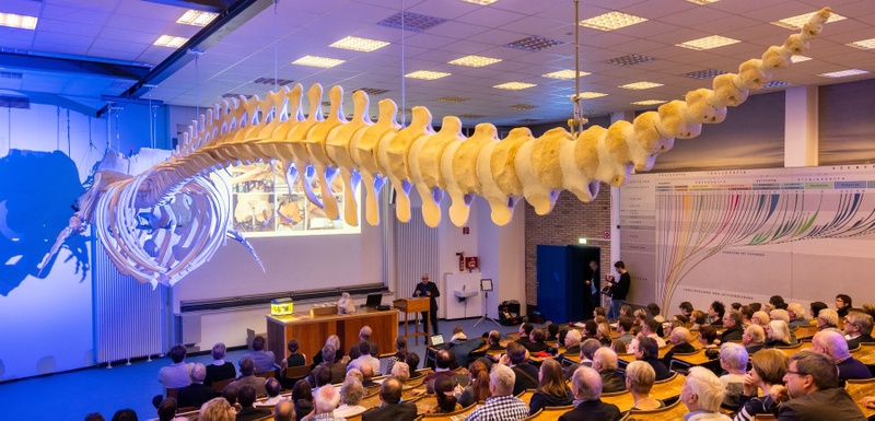 Fachsymposium zu Walen