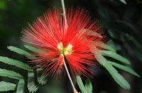 Calliandra tweedyi
