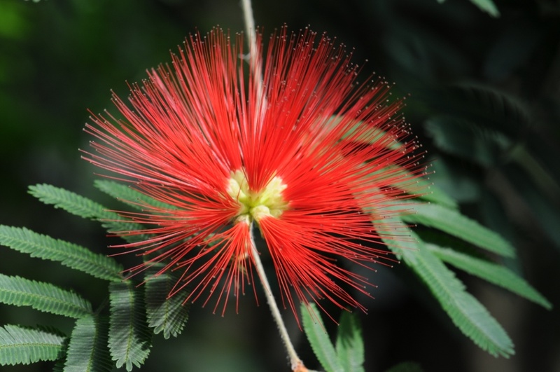 Calliandra tweedyi