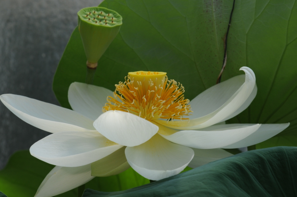 Nelumbo nucifera