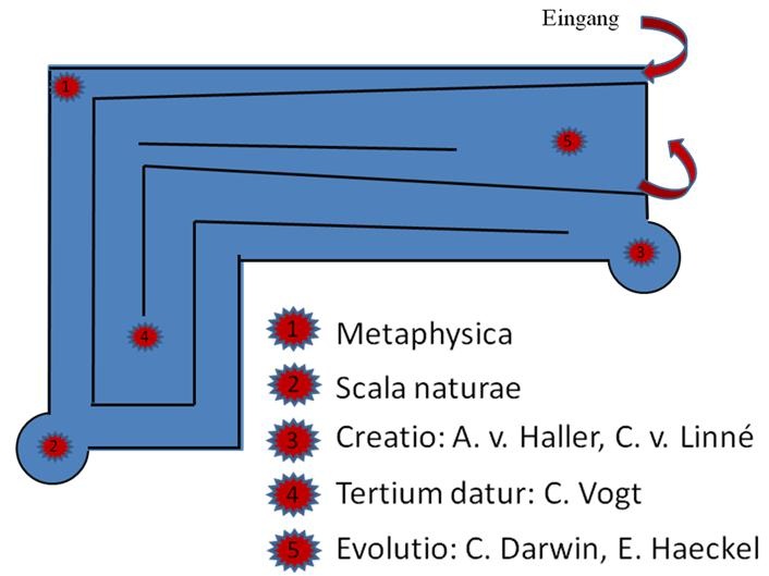Plan des Evolutionsdenkpfades