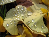 Gingko biloba Laub