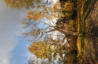 Gingko biloba im Herbst