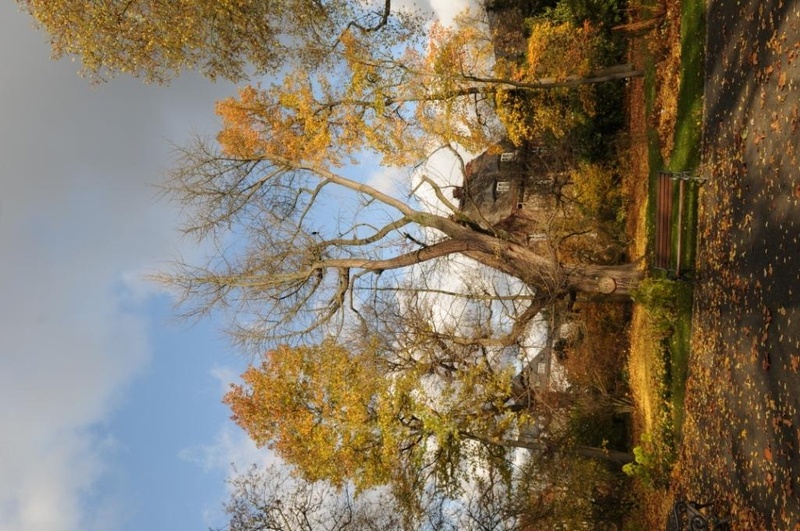 Gingko biloba im Herbst