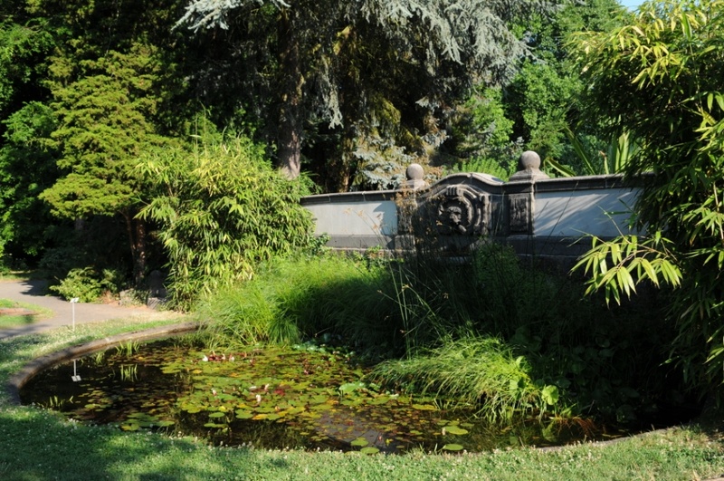 Seerosenbecken
