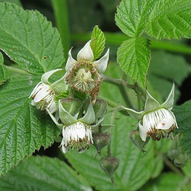 Himbeerblüte