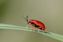 maigloeckchenhaehnchen