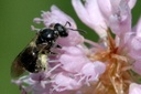 wildbiene