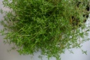 crassula