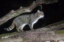 wildkatze