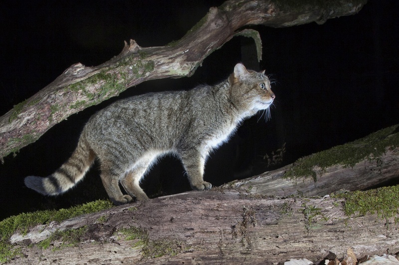 wildkatze