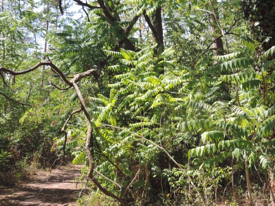 Blick auf einen schmalen Weg in einem hellen Wald. Im Vordergrund dominieren große, gefiederte grüne Blätter des Götterbaums, die durch das Sonnenlicht leuchten. Ein knorriger, dunkler Ast ragt von links ins Bild.