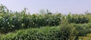 PM165-25 Upscale Anbausystem.jpg
