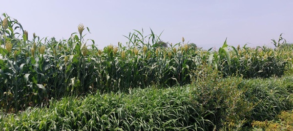 Ein von Brachiaria-Pflanzen umgebenes Maisfeld.