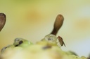 PM191-25 Drosophila.jpg