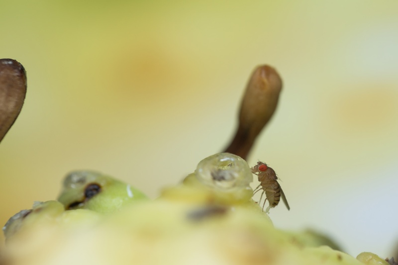 PM191-25 Drosophila.jpg