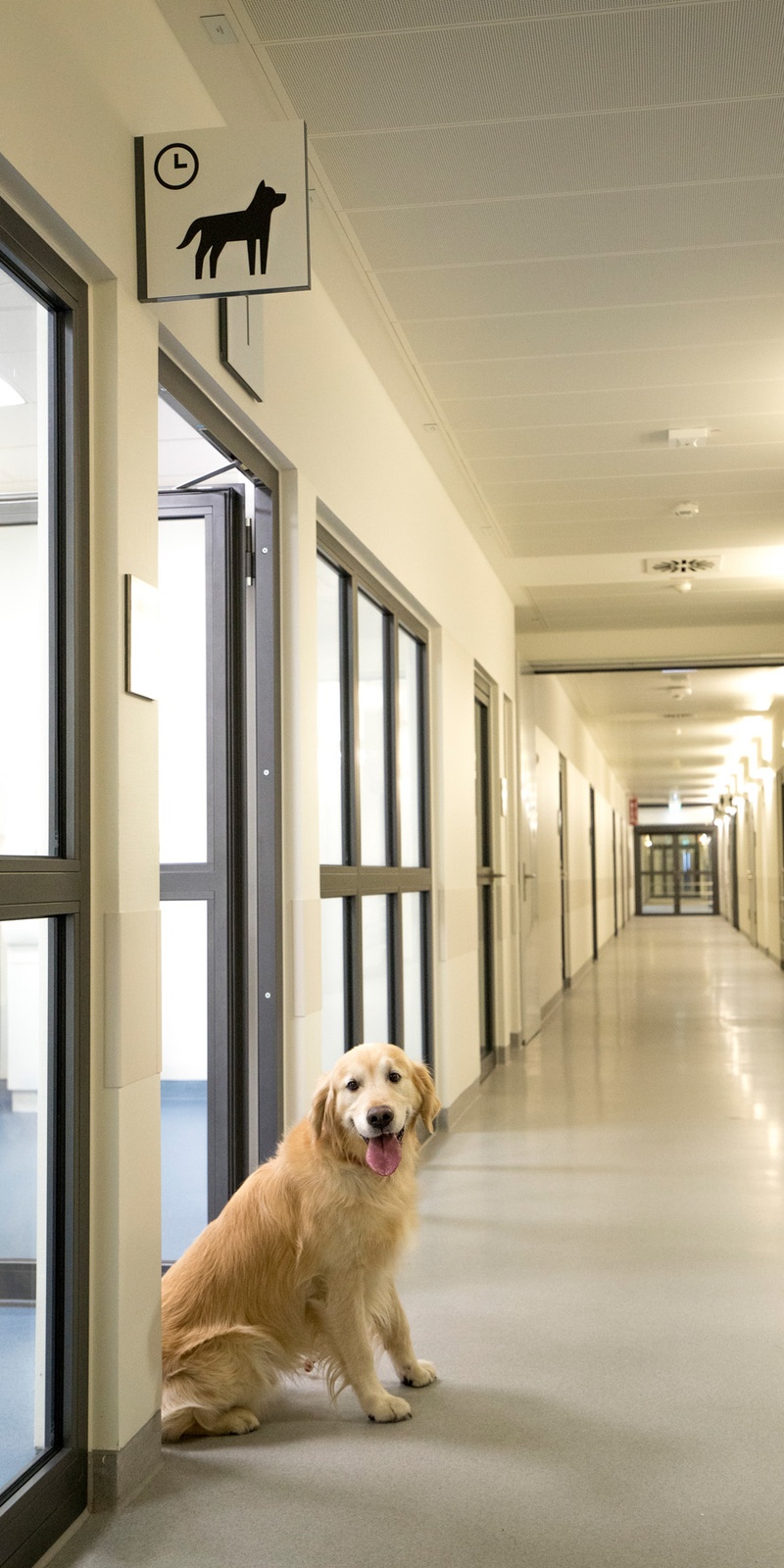 Hund_KVK.jpg