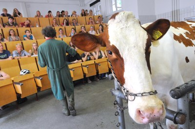 VetMed Wiederkaeuer