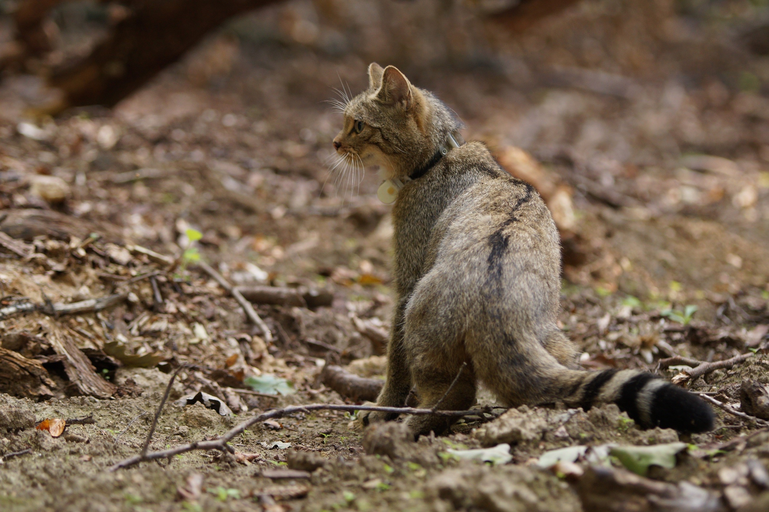 Besenderte Wildkatze
