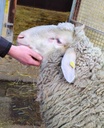 PM54-26 Tiergestützte Dienstleistungen Schaf_FotoKatharinaAmeli.jpg