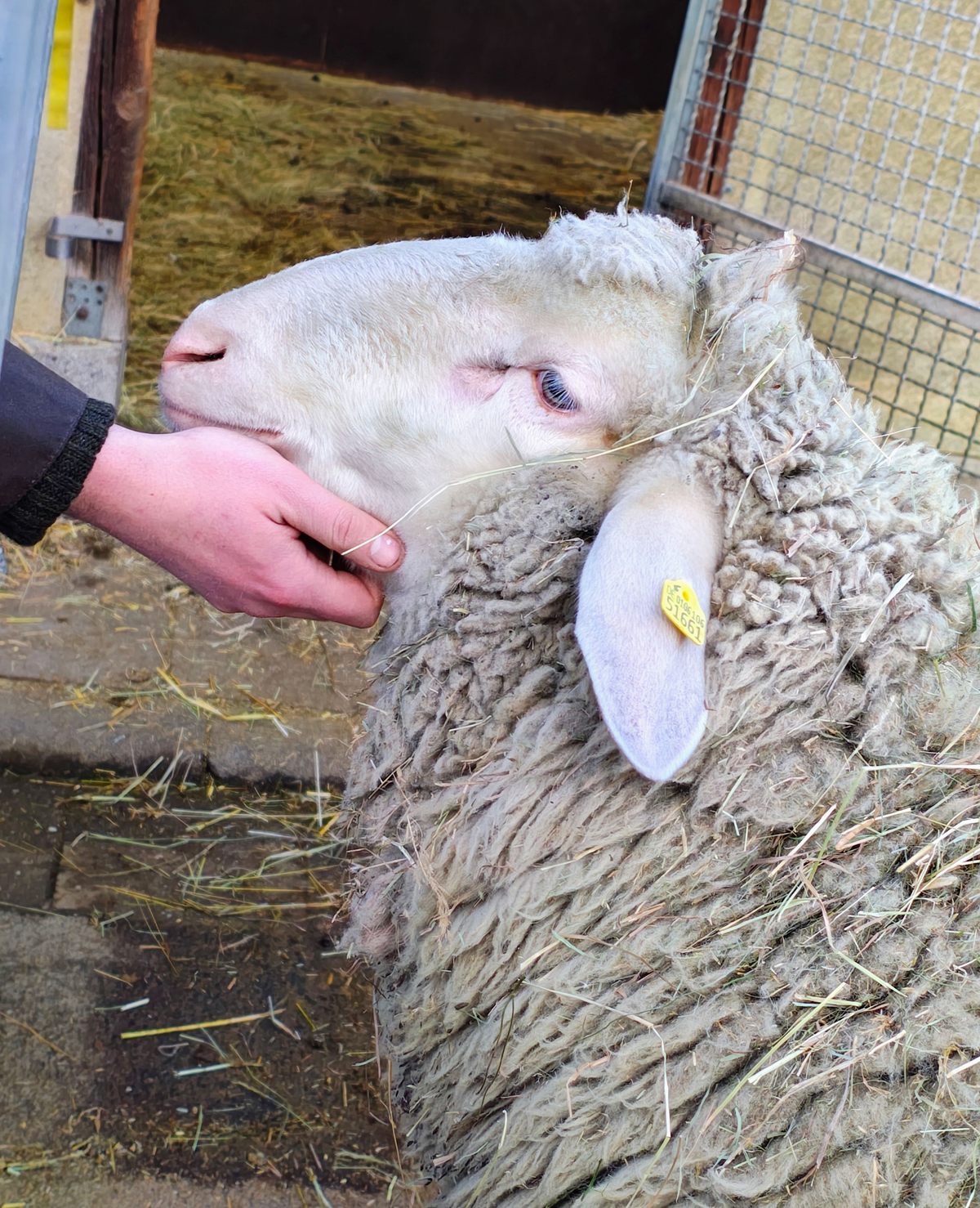 PM54-26 Tiergestützte Dienstleistungen Schaf_FotoKatharinaAmeli.jpg