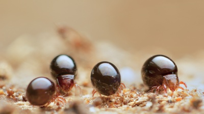 In Waldböden der gemäßigten Breiten können bis zu 200.000 Individuen von Hornmilben (Oribatida) pro Quadratmeter Humusauflage vorkommen. Gemeinsam mit anderen Bodenlebewesen sorgen sie für die Streuzersetzung und die Fruchtbarkeit der Böden. Bildrechte: Andy Murray, chaosofdelight.org