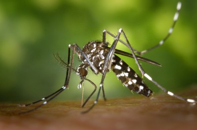 Die Asiatische Tigermücke (Aedes albopictus) ist mittlerweile auch in Europa weit verbreitet und kann gefährliche Krankheitserreger übertragen. Foto Aedes albopictus: Wikimedia Commons, James Gathany, CDC, public domain