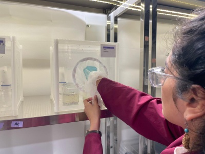 Hessische Forscher*innen zeigen, wie die weitere Ausbreitung invasiver Stechmückenarten gezielt und umweltschonend verhindert werden kann. Foto Labor: Fraunhofer-Institut für Molekularbiologie und Angewandte Oekologie IME, Institutsteil Bioressourcen