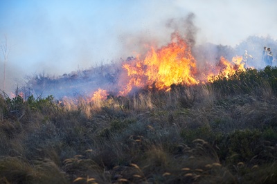 Auch die Bedrohung durch Waldbrände ist in den letzten Jahren gewachsen. Foto: Colourbox.de/Peopleimages.com