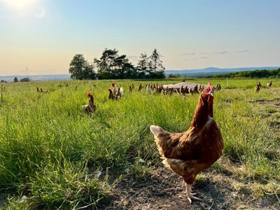 Im Projekt GreenChicken werden Strategien für eine ökologische Hühnerhaltung erforscht. Symbolbild: Lisa Dittrich
