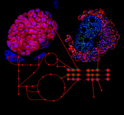 Die Parasiten Plasmodium (links rot) und Theileria (rechts rot) verursachen die lebensbedrohliche Malaria bzw. Theileriose. Die Forscher identifizierten kritische Stoffwechselwege (schematisch dargestellt), die beide einzelligen Parasiten nutzen, um in den Wirtszellen zu überleben. Grafik: P.Olias, F. Brühlmann, V. Heussler, M. Masid. 