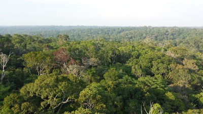 Regenwald im Amazonasgebiet. Foto: Christoph Müller