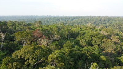 Rainforest in the Amazon region. Photo: Christoph Müller
