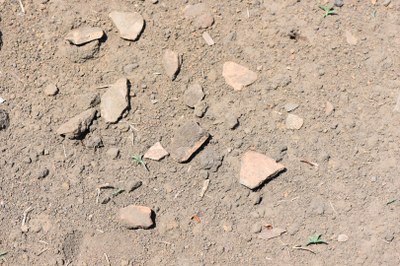 Typical terra preta soil with pottery fragments. Photo: Christoph Müller