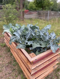 Urban Gardening: Hochbeet mit Brokkoli im Campusgarten auf dem Gelände des Philosophikums II. Foto: Mimoza Memedi