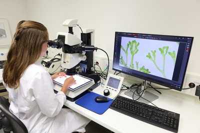 Am Stereomikroskop analysiert Melanie Trupp die Reproduktionsorgane des amphibisch lebenden Laubmooses Riccia fluitans. Foto: Nora Gutsche
