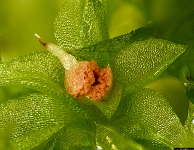 Rückschlüsse auf die Evolution vor vielen Millionen Jahren: Sporenbildung im Moos Physcomiterium patens. Foto: Melanie Trupp 